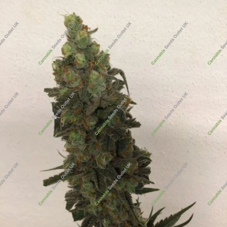 Tropical Orange Soul Feminized Marijuana Strain by Trichome Jungle Seeds For Sale Online at Cannabis Seeds Outlet