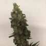 Tropical Orange Soul Feminized Marijuana Strain by Trichome Jungle Seeds For Sale Online at Cannabis Seeds Outlet
