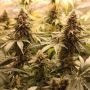 Trichome Jungle Seeds Tropical Orange Soul Smoke Buds Weed Ganja Skunk Dope Pot Images Pics Nuggets