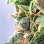 Tropical Orange Soul Feminized Marijuana Seeds by Trichome Jungle Seeds Buy Online Cheap Discounted Feminised Female Cannabis Se