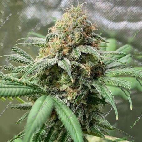 Pineapple Soul Feminized Marijuana Strain by Trichome Jungle Seeds For Sale Online at Cannabis Seeds Outlet
