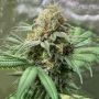 Pineapple Soul Feminized Marijuana Strain by Trichome Jungle Seeds For Sale Online at Cannabis Seeds Outlet