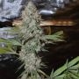 Trichome Jungle Seeds Pineapple Soul Smoke Buds Weed Ganja Skunk Dope Pot Images Pics Nuggets
