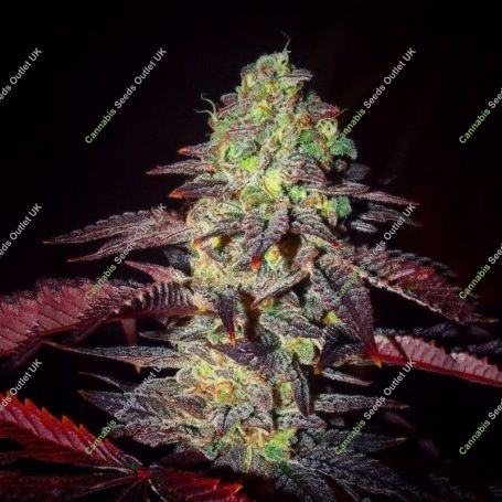Shivas Soul Feminized Marijuana Strain by Trichome Jungle Seeds For Sale Online at Cannabis Seeds Outlet