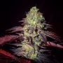 Shivas Soul Feminized Marijuana Strain by Trichome Jungle Seeds For Sale Online at Cannabis Seeds Outlet