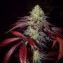 Trichome Jungle Seeds Shivas Soul Smoke Buds Weed Ganja Skunk Dope Pot Images Pics Nuggets
