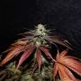Shivas Soul Feminized by Trichome Jungle Seeds THC Content Potency Strength CBD Height Yield Flowering Time Indica Sativa Geneti