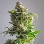 Pineapple Soul Feminized Marijuana Seeds by Trichome Jungle Seeds Buy Online Cheap Discounted Feminised Female Cannabis Seeds Sp