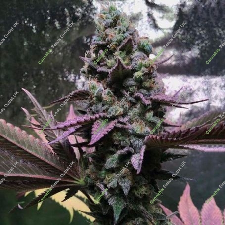 Rose Soul Feminized Marijuana Strain by Trichome Jungle Seeds For Sale Online at Cannabis Seeds Outlet