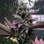 Rose Soul Feminized Marijuana Strain by Trichome Jungle Seeds For Sale Online at Cannabis Seeds Outlet