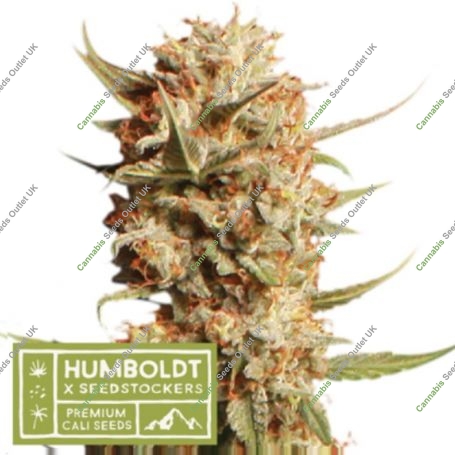 Thunder Banana Auto Feminized Marijuana Strain by Superior Seedstockers For Sale Online at Cannabis Seeds Outlet