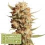 Thunder Banana Auto Feminized Marijuana Strain by Superior Seedstockers For Sale Online at Cannabis Seeds Outlet