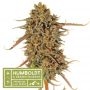 Thunder Banana Feminized Marijuana Strain by Superior Seedstockers For Sale Online at Cannabis Seeds Outlet