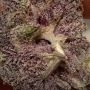 Mack and Crack Feminized by Superior Seedstockers THC Content Potency Strength CBD Height Yield Flowering Time Indica Sativa Gen