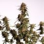 Moby Blue Auto Feminized by Superior Seedstockers THC Content Potency Strength CBD Height Yield Flowering Time Indica Sativa Gen