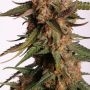 Moby Blue Feminized by Superior Seedstockers THC Content Potency Strength CBD Height Yield Flowering Time Indica Sativa Genetics