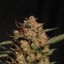 Superior Seedstockers Apollo Black Cherry Auto Smoke Buds Weed Ganja Skunk Dope Pot Images Pics Nuggets