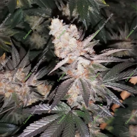 Tutti Candy Feminized Marijuana Strain by Zmoothiez Seeds For Sale Online at Cannabis Seeds Outlet
