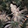 Tutti Candy Feminized Marijuana Strain by Zmoothiez Seeds For Sale Online at Cannabis Seeds Outlet