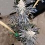 Zmoothiez Seeds Tutti Candy Smoke Buds Weed Ganja Skunk Dope Pot Images Pics Nuggets