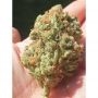 Tutti Candy Feminized by Zmoothiez Seeds THC Content Potency Strength CBD Height Yield Flowering Time Indica Sativa Genetics