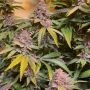 Pink Mintz Feminized Marijuana Seeds by Conscious Genetics Buy Online Cheap Discounted Feminised Female Cannabis Seeds Special O