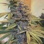 Conscious Genetics Pink Mintz Smoke Buds Weed Ganja Skunk Dope Pot Images Pics Nuggets