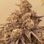 Sour Cuntz Feminized Marijuana Seeds by Conscious Genetics Buy Online Cheap Discounted Feminised Female Cannabis Seeds Special O