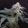 MAC One Feminized Marijuana Strain by BSB Genetics For Sale Online at Cannabis Seeds Outlet