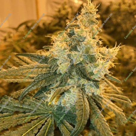 Cherry Punch Feminized Marijuana Strain by BSB Genetics For Sale Online at Cannabis Seeds Outlet