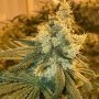 Cherry Punch Feminized Marijuana Strain by BSB Genetics For Sale Online at Cannabis Seeds Outlet