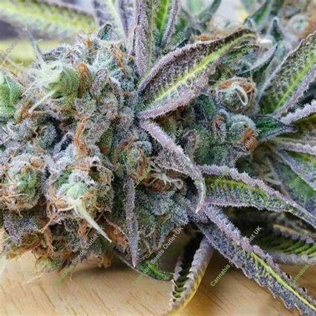 Slurricane Feminized Marijuana Strain by BSB Genetics For Sale Online at Cannabis Seeds Outlet