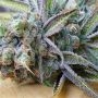 Slurricane Feminized Marijuana Strain by BSB Genetics For Sale Online at Cannabis Seeds Outlet