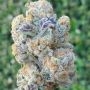 Slurricane Feminized by BSB Genetics THC Content Potency Strength CBD Height Yield Flowering Time Indica Sativa Genetics