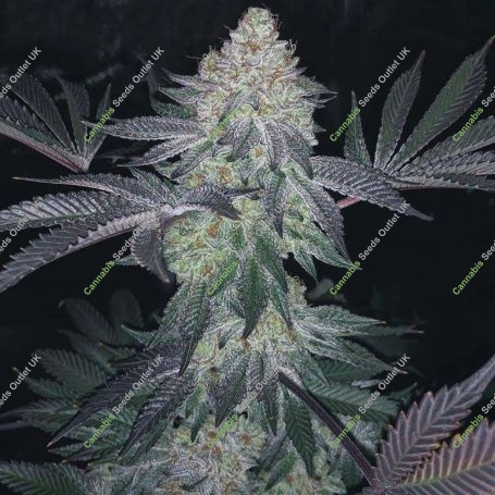 Cookies Glue XL Feminized Marijuana Strain by BSB Genetics For Sale Online at Cannabis Seeds Outlet