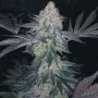 Cookies Glue XL Feminized Marijuana Strain by BSB Genetics For Sale Online at Cannabis Seeds Outlet