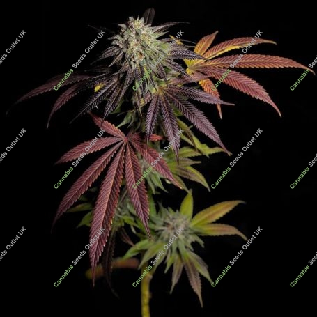 7 S.O.H. Feminized Marijuana Strain by Grateful Seeds For Sale Online at Cannabis Seeds Outlet