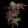 7 S.O.H. Feminized Marijuana Strain by Grateful Seeds For Sale Online at Cannabis Seeds Outlet