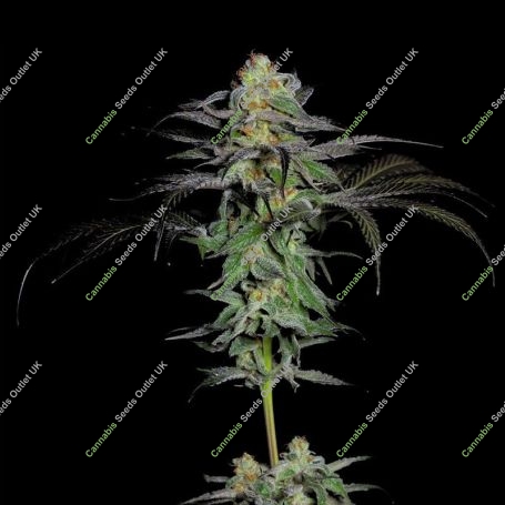 Calypso Fruit Feminized Marijuana Strain by Grateful Seeds For Sale Online at Cannabis Seeds Outlet