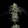 Calypso Fruit Feminized Marijuana Strain by Grateful Seeds For Sale Online at Cannabis Seeds Outlet