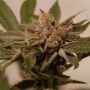 Grateful Seeds Calypso Fruit Smoke Buds Weed Ganja Skunk Dope Pot Images Pics Nuggets