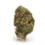 Calypso Fruit Feminized by Grateful Seeds THC Content Potency Strength CBD Height Yield Flowering Time Indica Sativa Genetics