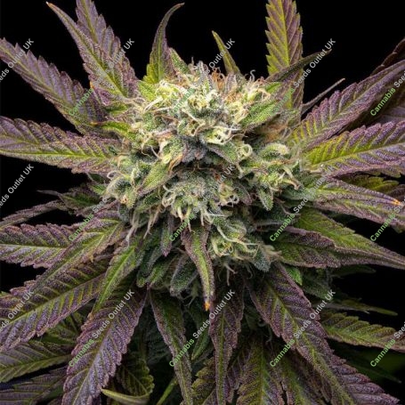Mela Verde Feminized Marijuana Strain by Grateful Seeds For Sale Online at Cannabis Seeds Outlet