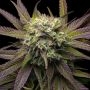 Mela Verde Feminized Marijuana Strain by Grateful Seeds For Sale Online at Cannabis Seeds Outlet