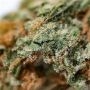 Mela Verde Feminized by Grateful Seeds THC Content Potency Strength CBD Height Yield Flowering Time Indica Sativa Genetics