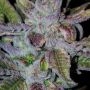Grateful Seeds Tha Gelee Smoke Buds Weed Ganja Skunk Dope Pot Images Pics Nuggets
