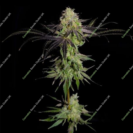 Tha Gelee Feminized Marijuana Strain by Grateful Seeds For Sale Online at Cannabis Seeds Outlet