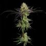 Tha Gelee Feminized Marijuana Strain by Grateful Seeds For Sale Online at Cannabis Seeds Outlet
