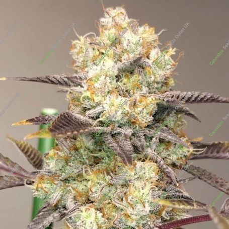 Vitamin Z Feminized Marijuana Strain by Grounded Genetics For Sale Online at Cannabis Seeds Outlet