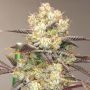 Vitamin Z Feminized Marijuana Strain by Grounded Genetics For Sale Online at Cannabis Seeds Outlet